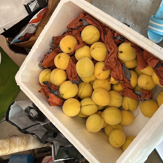 炎陵县正宗炎陵黄桃