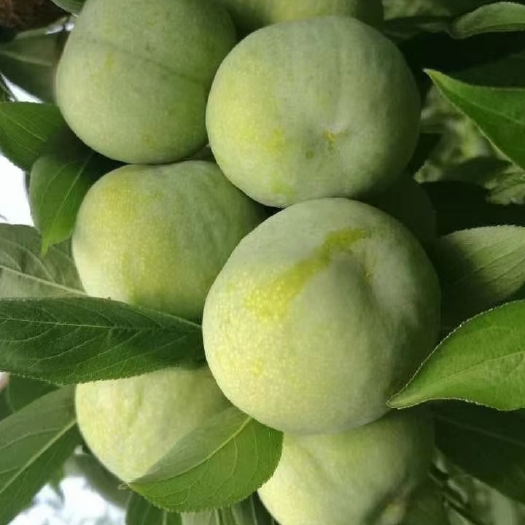奉节奉节农家脆李