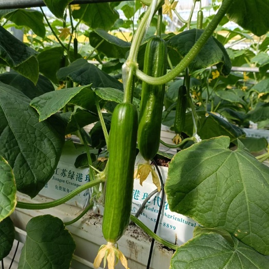 菏泽大量上市水果小黄瓜，产地直发，量大价优，欢迎合作咨询
