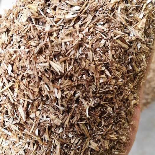 金针菇栽培，食用菌培养基啤酒糟