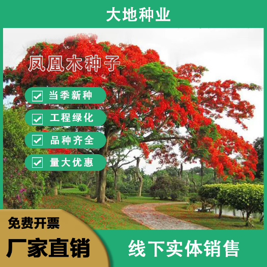 灌云县凤凰木种子凤凰木树种当年新采凤凰木树籽树种优质新种林木种子