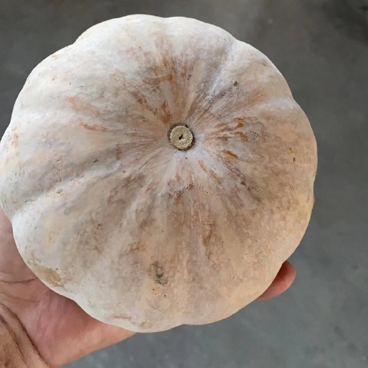 盘龙204南瓜