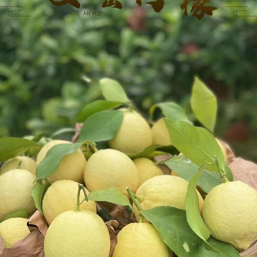 安岳黄柠檬二三级级果产地直发全年可供货产地货源一手价