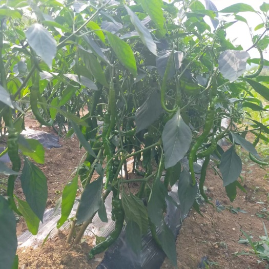 凤凰县新鲜青辣上市需要的老板可以订购。