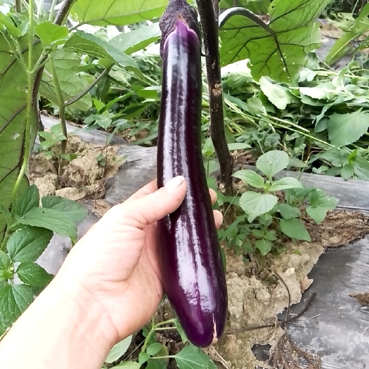 绥阳县红线茄子