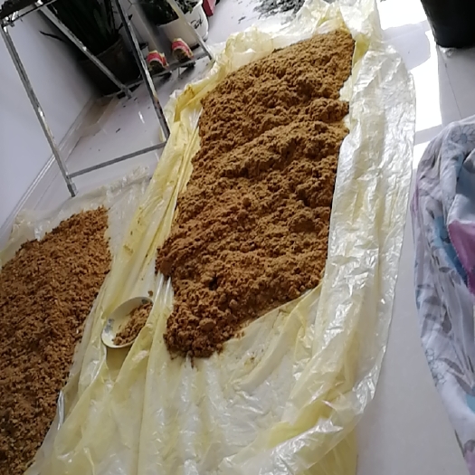 克东县蒲黄粉