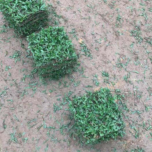 紫金县大叶油草