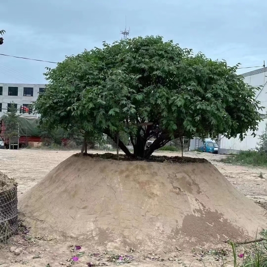 广河县甘肃百年牡丹基地