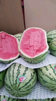 中卫宁夏西瓜/硒砂瓜/金城5号西瓜/金花西瓜产地批发