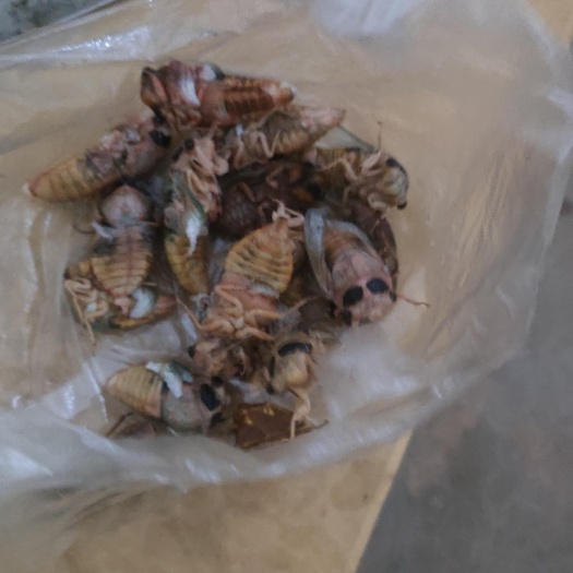 重庆市蝉蛹