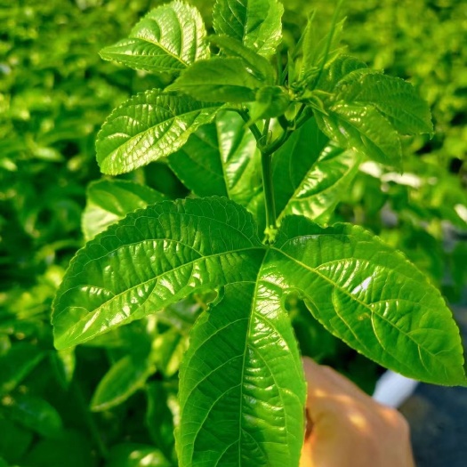 灵山县广西百香果台农嫁接苗