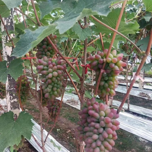 吉林市茉莉香葡萄
