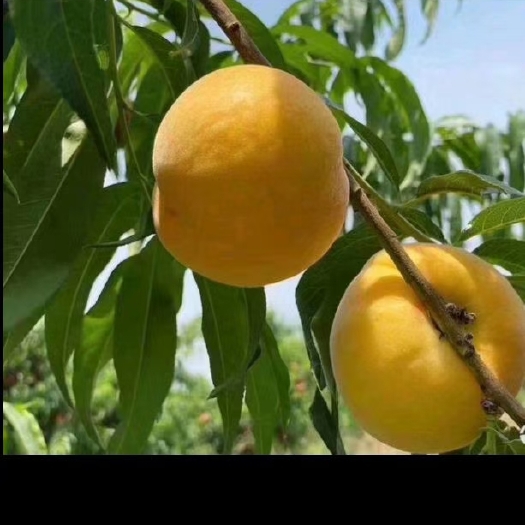 浏阳市炎陵黄桃
