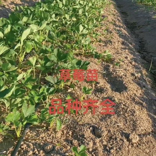 平度市各种红白草莓苗，产地直发，质量保障，