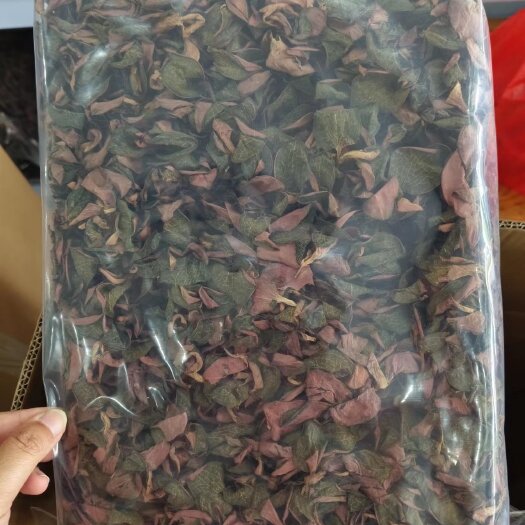 金线莲红霞品种干品