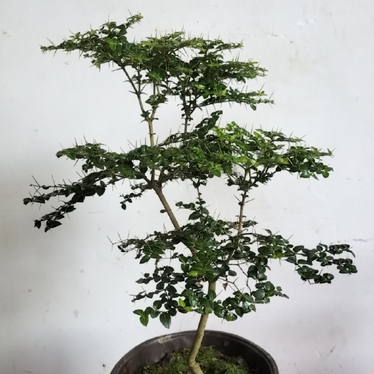 安远县小叶虎刺微型盆景