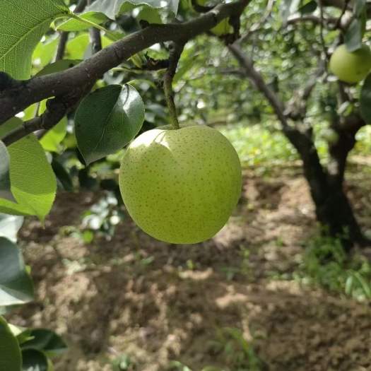 临西县皇冠梨
