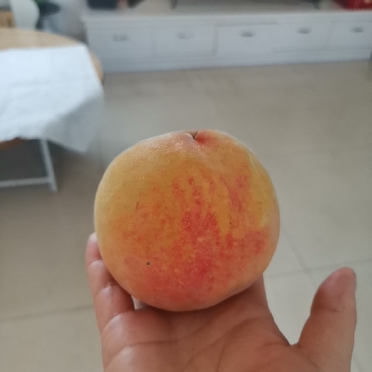 五莲县黄桃南非一号