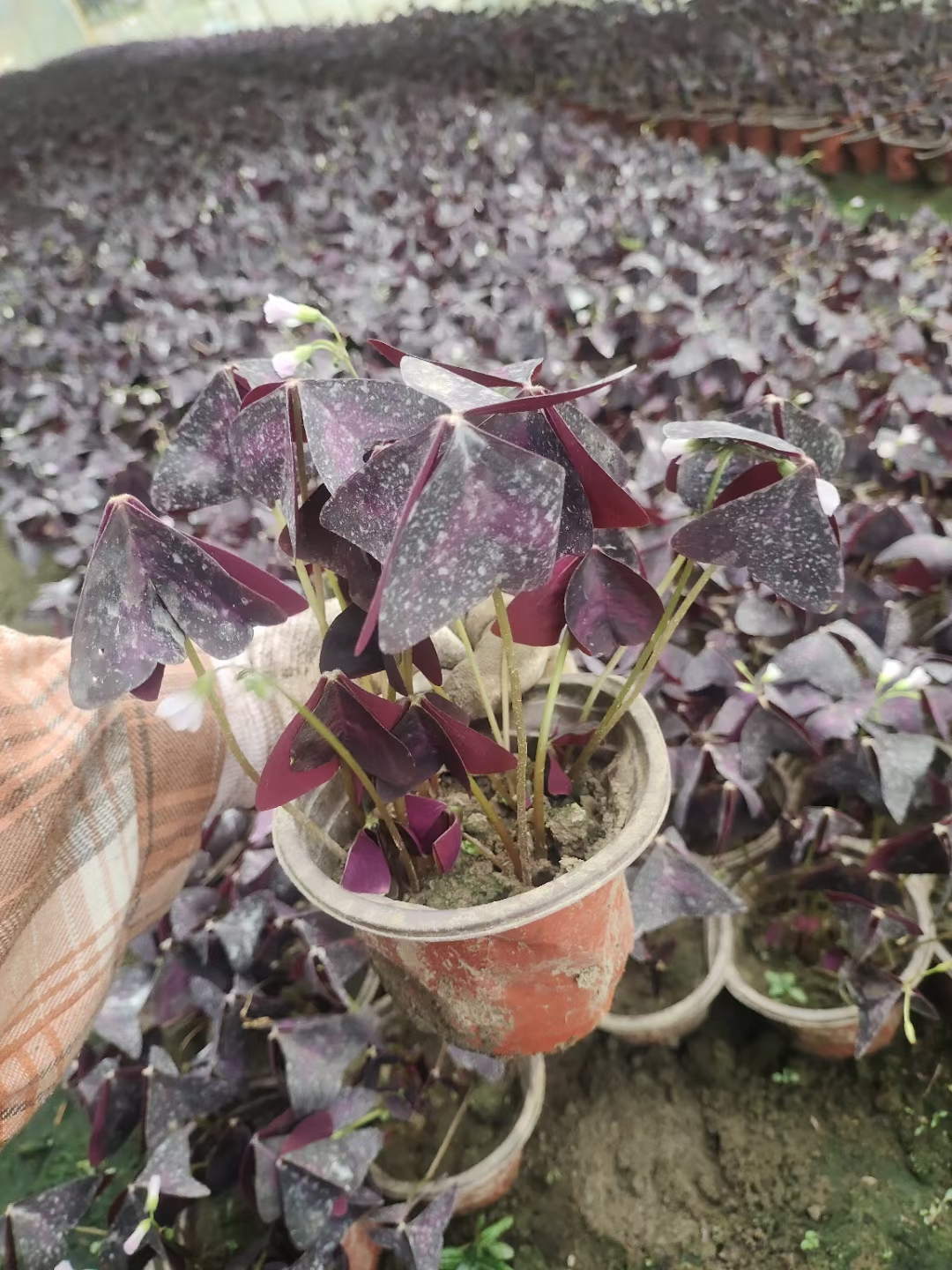 醡漿草紅花醡漿草紫葉炸醬草