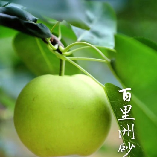 枝江市翠冠梨