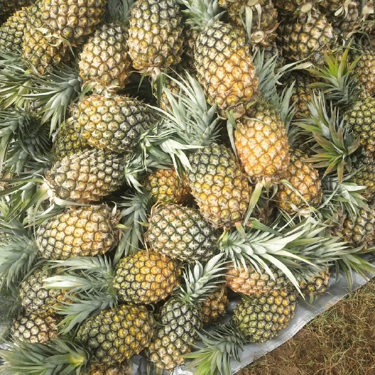 长沙菠萝蜜