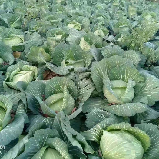 威宁县奥奇丽