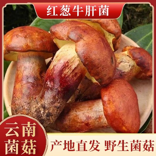 禄丰市菌子新鲜云南云南新鲜菌菇牛肝菌红葱