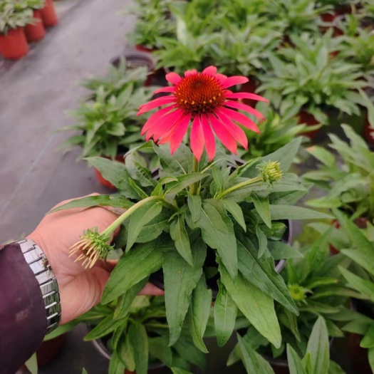嘉善县松果菊金光菊