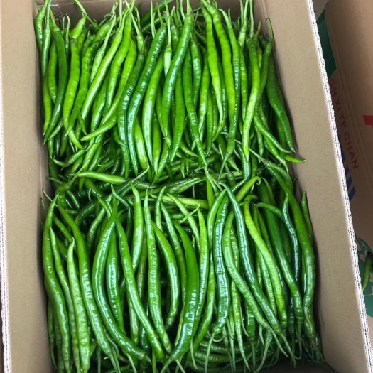 灵山县鲜辣椒 线椒 三号线椒 八号线椒 产地货源需要的联系！