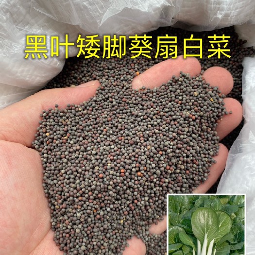 四季黑叶白菜种子矮脚耐热耐雨水春季全年大田基地专用品种