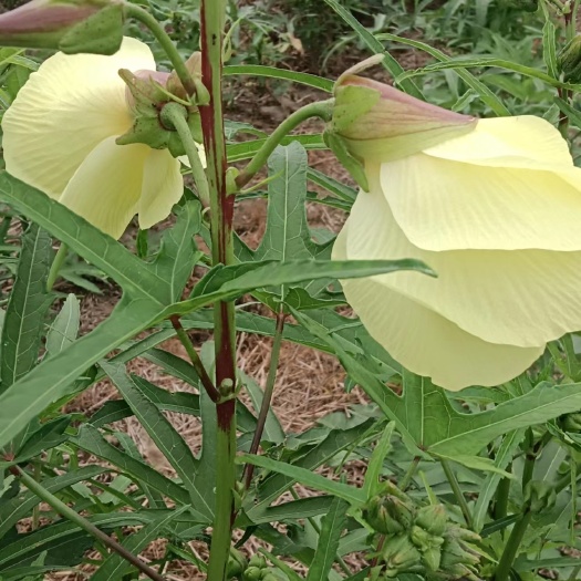 天门市黄蜀葵花