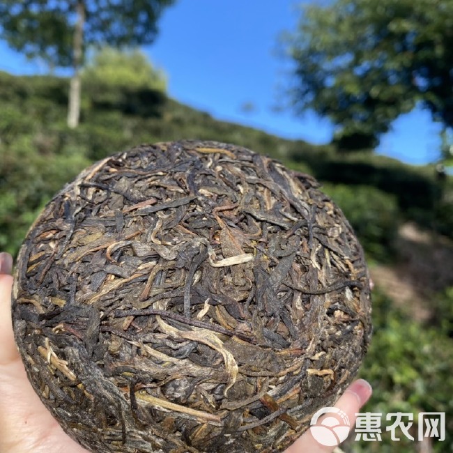 茶叶景迈老树茶 普洱茶生茶500克金瓜贡茶美人头 原产头直接