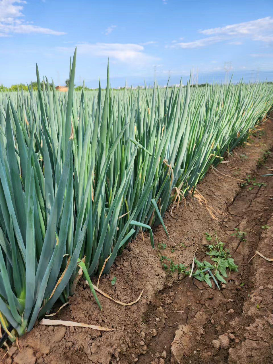 大葱，基地直供，保证质量，大量发货，品质上乘