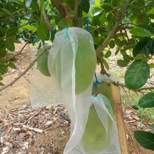 龙州县十几亩干包木菠萝准备上市，有想法的老板请联系