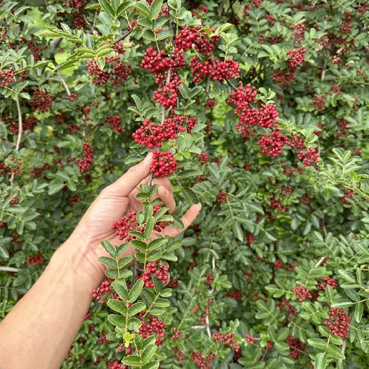 盐源县大凉山红花椒