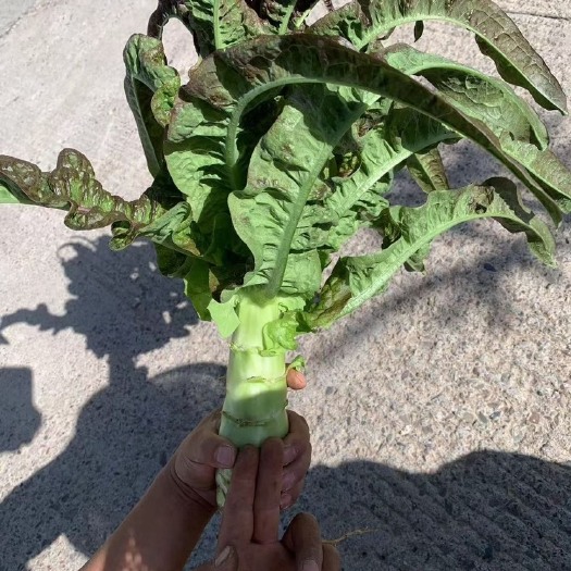 互助县青海高原红笋，高质量高品质，青皮青肉，一把二指想要的老板们来
