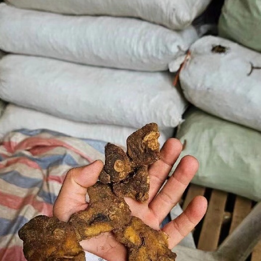 凭祥市黄精 干货 广西姜型黄精