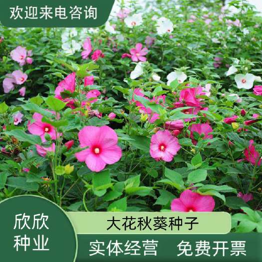 大花秋葵种子芙蓉葵多年生宿根草芙蓉花草籽耐热耐旱花期长观赏花