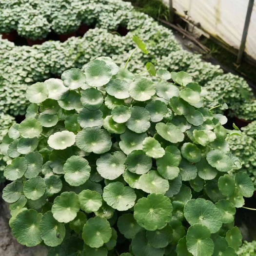 铜钱草含羞草