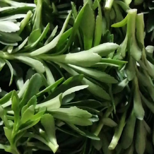 贵阳救心菜