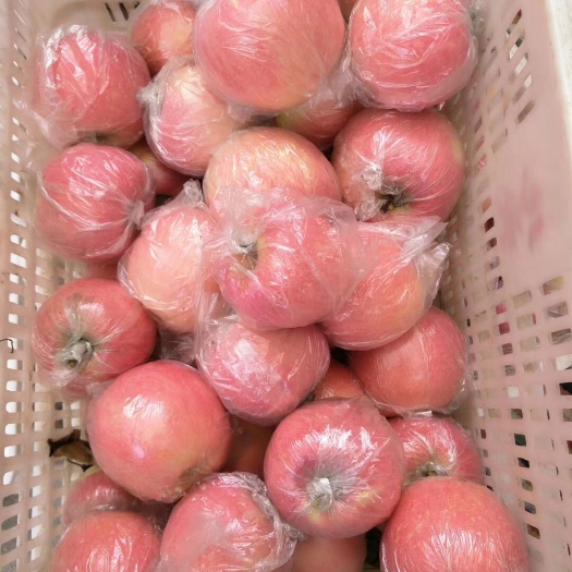 沂水县红露 膜袋 表光 75mm以上