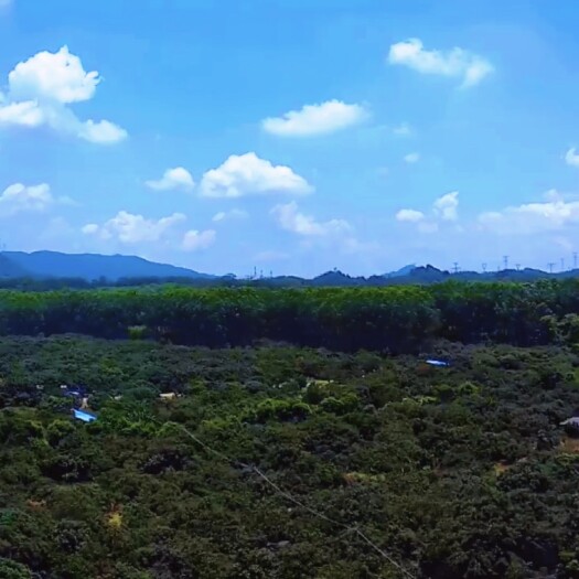 清远广东清远龙眼
