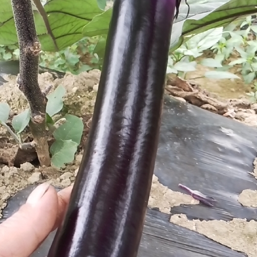 绥阳县线茄