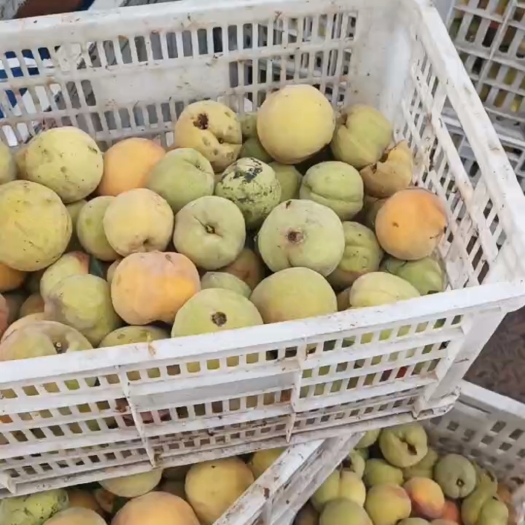 正定县黄桃果铺，榨汁的来便宜，冰雹伤