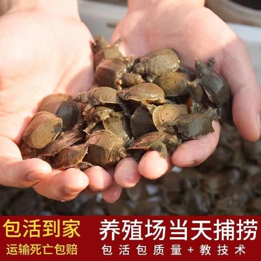 南丰县外塘甲鱼苗小甲鱼苗水鱼苗王八苗中华鳖生态养殖龙鱼活体饲料