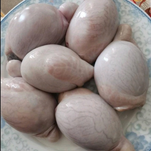 呼和浩特内蒙羊宝