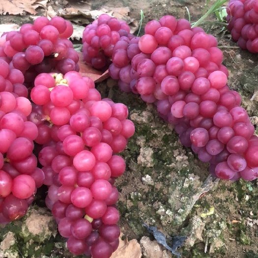 鲁山县巨峰葡萄 水晶巨峰 颗粒饱满 色泽艳丽 口感鲜美无比 货源充