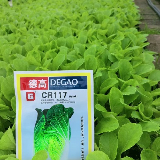通海县优质白菜苗