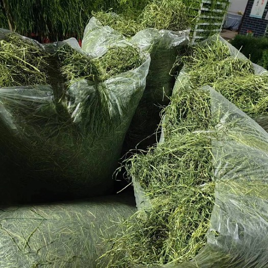 岷县提摩西草，猫尾草