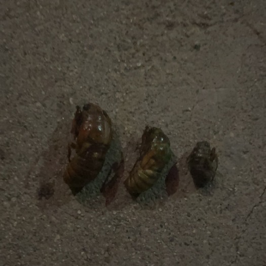 临朐县各种金蝉，蝉蜕，金蝉皮。
